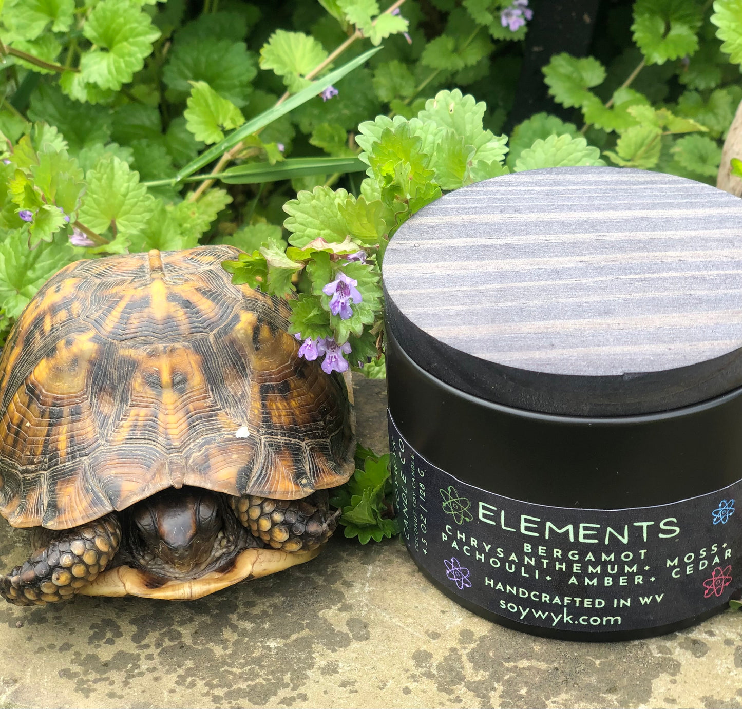 White Coconut Soy Candle in a 5 oz modern black reusable ceramic jar  and wood lid labeled "Elements" on a stone wall outside with a turtle and greenery on one side. Featured fragrance notes are  bergamot, chrysanthemum, moss, patchouli, amber, cedar. One of the Signature Collections from Soywyk Candle Co hand-poured in WV. 